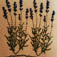 Lavender print Jacquard cotton bath towel